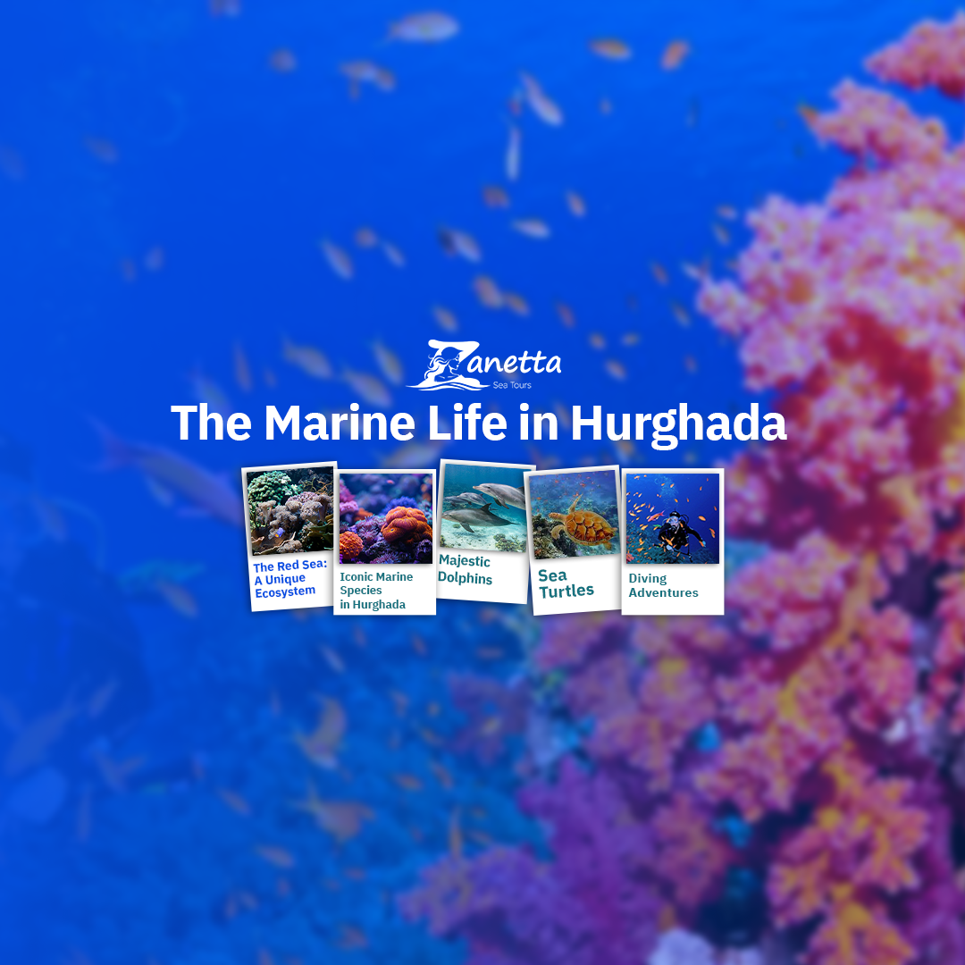 The Marine Life in Hurghada: A Dive into a Vibrant Underwater World