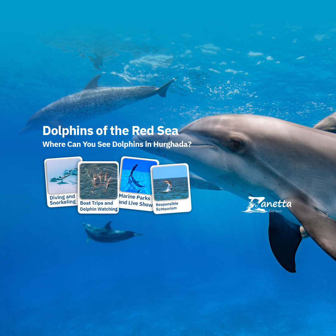 Dolphins of the Red Sea in Hurghada: An Unforgettable Experience