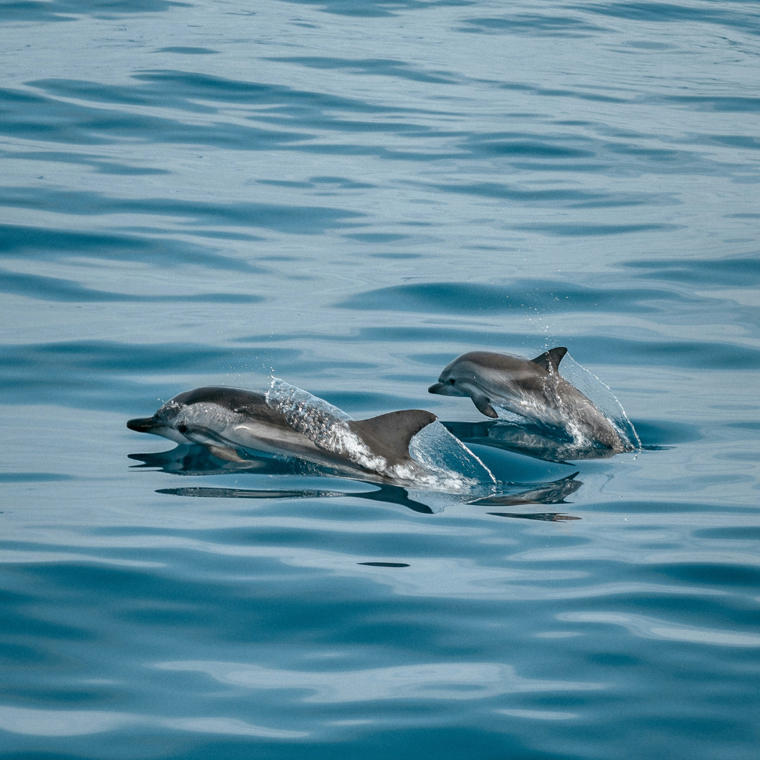 Speedboat Dolphin Tour with Snorkeling, Seafood Lunch, Shisha Pipe